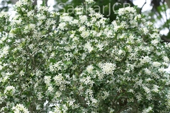 Murraya paniculata